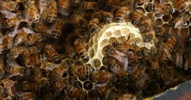 欧洲蜂蜜蜜蜂 清洁剂从蜂箱中释放出来的假线虫茧 诺曼底蜂箱 实时4K — 图库视频影像