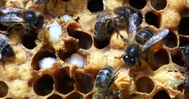 Europese Honingbijen Apis Mellifera Bijenkorf Normandië Real Time — Stockvideo