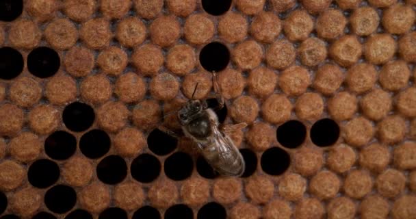 European Honey Bees Apis Mellifera Bee Hive Normandy Real Time — ストック動画