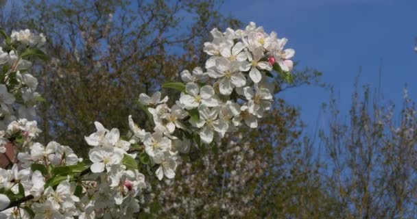 Tak Van Apple Tree Flowers Blue Sky Achtergrond Normandië Real — Stockvideo