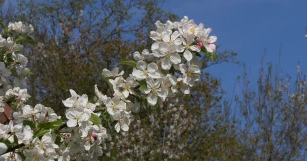 Branch Apple Tree Flowers Blue Sky Háttér Normandia Valós Idejű — Stock videók