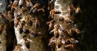  Avrupa Bal Arısı, Aspis Mellifera, Vahşi Ray 'de Arılar, Alveolus' ta Çalışan Arılar, Normandiya 'da Vahşi Arı Kovanı, Real Time 4k