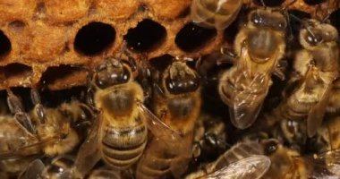  Avrupa Bal Arısı, Aspis Mellifera, Alveolus 'taki Kara Arılar, Normandiya' daki Arı Kovanı, Real Time 4k