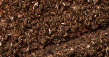  Avrupa Bal Arıları, Aspis Mellifera, Normandiya 'da Arı Kovanı, Real Time 4k