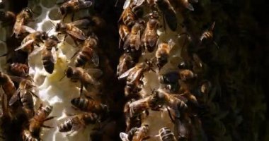  Avrupa Bal Arısı, Aspis Mellifera, Vahşi Ray 'de Arılar, Alveolus' ta Çalışan Arılar, Normandiya 'da Vahşi Arı Kovanı, Real Time 4k