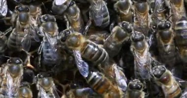  Avrupa Bal Arıları, Aspis Mellifera, Normandiya 'da Arı Kovanı, Real Time 4k