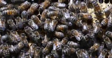  Avrupa Bal Arıları, Aspis Mellifera, Normandiya 'da Arı Kovanı, Real Time 4k