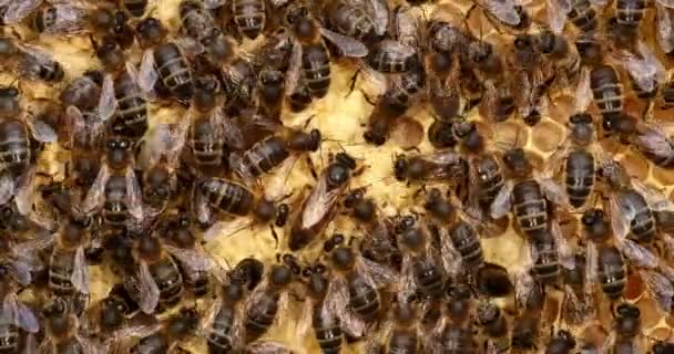 European Honey Bee Apis Mellifera Чорні Бджоли Виводковій Рамі Queen — стокове відео