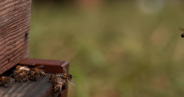 Abejas Miel Europeas Apis Mellifera Colmena Abejas Normandía Tiempo Real — Vídeo de stock