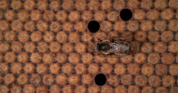 Európai Mézelő Méhek Apis Mellifera Méhkaptár Normandiában Valós Idejű — Stock videók