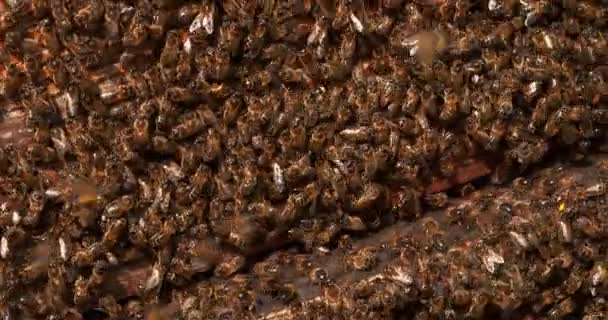 European Honey Bees Apis Mellifera Bee Hive Normandy Real Time — стокове відео