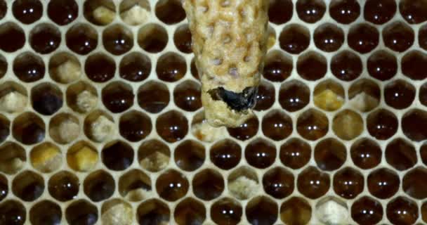  Abeille à miel européenne, apis mellifera, abeilles pâturant à l'entrée de la ruche, Ruche d'abeilles en Normandie, Temps Réel 4K 