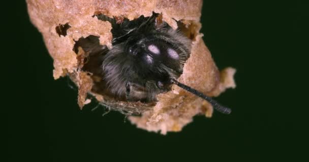 European Honey Bee Apis Mellifera Пчелы Пасутся Входа Улей Bee — стоковое видео