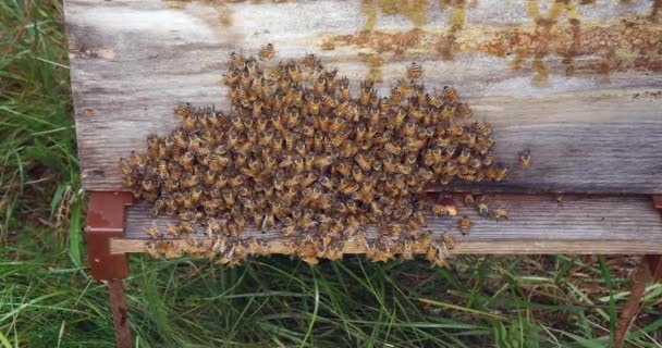 European Honey Bee Apis Mellifera Bijen Grazen Korfingang Bijenkorf Normandië — Stockvideo