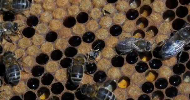 Abejas Miel Europeas Apis Mellifera Colmena Abejas Normandía Tiempo Real — Vídeo de stock