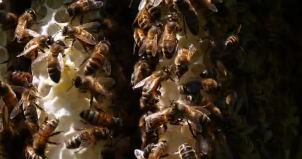 Европейская Медовая Пчела Apis Mellifera Пчелы Диком Луче Пчелы Работающие — стоковое видео