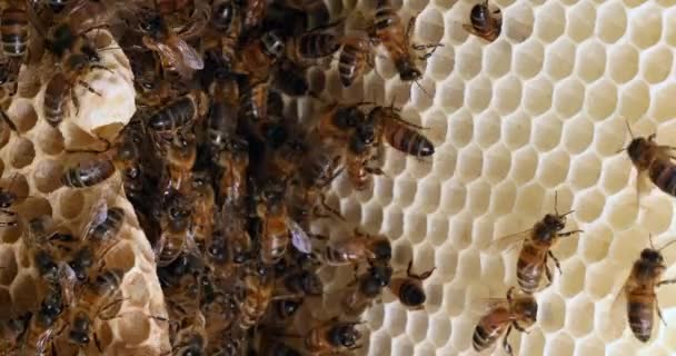 Europäische Honigbiene Apis Mellifera Bienen Auf Einem Wilden Strahl Bienen — Stockvideo