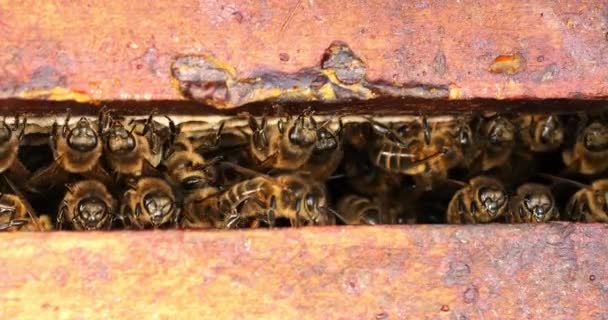 European Honey Bee Apis Mellifera Bee Space Bee Hive Normandy — стокове відео