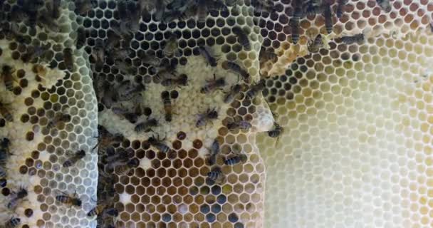 Abeja Miel Europea Apis Mellifera Abejas Rayo Salvaje Abejas Que — Vídeos de Stock