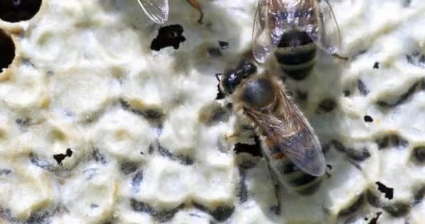 Abelhas Européias Apis Mellifera Colmeia Normandia Tempo Real — Vídeo de Stock