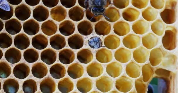 Europäische Honigbienen Apis Mellifera Bienenstock Der Normandie Echtzeit — Stockvideo