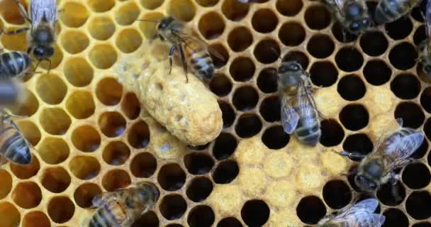  Abeilles à miel européennes, apis mellifera, Ruche d'abeilles en Normandie, Temps Réel 4K 