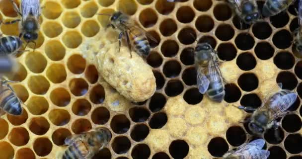 Europäische Honigbienen Apis Mellifera Bienenstock Der Normandie Echtzeit — Stockvideo