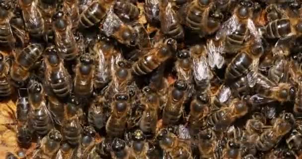 Európai Mézelő Méhek Apis Mellifera Méhkaptár Normandiában Valós Idejű — Stock videók