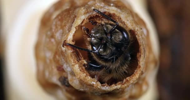 European Honey Bee Apis Mellifera Emergence Queen Bee Hive Normandy — Stock Video