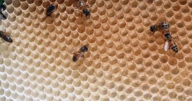  Avrupa Bal Arısı, Aspis Mellifera, Vahşi Ray 'de Arılar, Alveolus' ta Çalışan Arılar, Normandiya 'da Vahşi Arı Kovanı, Real Time 4k