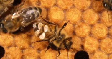  Avrupa Bal Arısı, apis mellifera, balmumu salgılayan ve pencereyi yalayan işçi, Normandiya 'da Arı Kovanı, Real Time 4k