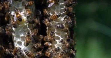  Avrupa Bal Arısı, Aspis Mellifera, Vahşi Ray 'de Arılar, Alveolus' ta Çalışan Arılar, Normandiya 'da Vahşi Arı Kovanı, Real Time 4k