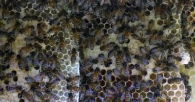 Avrupa Bal Arısı, Aspis Mellifera, Vahşi Ray 'de Arılar, Alveolus' ta Çalışan Arılar, Normandiya 'da Vahşi Arı Kovanı, Real Time 4k