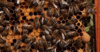 Avrupa Bal Arıları, Aspis Mellifera, Normandiya 'da Arı Kovanı, Real Time 4k