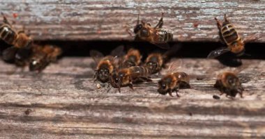  Avrupa Bal Arıları, Aspis Mellifera, Normandiya 'da Arı Kovanı, Real Time 4k