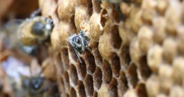  Avrupa Bal Arıları, Aspis Mellifera, Normandiya 'da Arı Kovanı, Real Time 4k