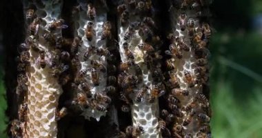  Avrupa Bal Arısı, Aspis Mellifera, Vahşi Ray 'de Arılar, Alveolus' ta Çalışan Arılar, Normandiya 'da Vahşi Arı Kovanı, Real Time 4k