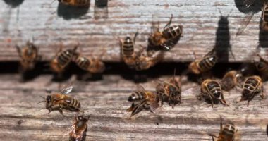  Avrupa Bal Arıları, Aspis Mellifera, Normandiya 'da Arı Kovanı, Real Time 4k