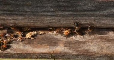 Avrupa Bal Arısı, Aspis Mellifera, temizlikçiler tarafından kovandan salınan sahte mantar koza, Normandiya 'da Arı Kovanı, Real Time 4k