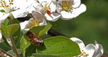 Avrupa Bal Arısı, Aspis Mellifera, Arı Arısı Bir Elma Ağacı Çiçeği Arıyor, Tozlaşma Hareketi, Normandiya, Real Time 4k