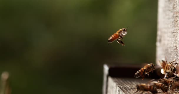 Европейские Медовые Пчелы Apis Mellifera Пчелиный Брод Пчелиный Улей Норильске — стоковое видео