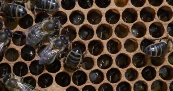 European Honey Bees Apis Mellifera Bee Hive Normandy Real Time — ストック動画