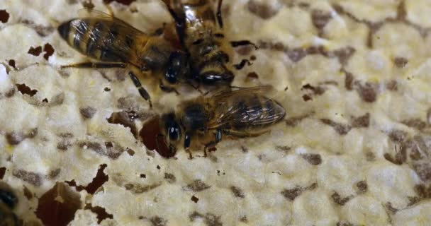  Abeille à miel européenne, apis mellifera, abeilles qui déplacent le miel pour faire place à la couvée, Ruche d'abeilles en Normandie, 4K en temps réel 
