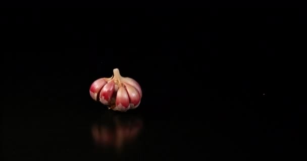 Vitlök Allium Savitum Faller Mot Svart Bakgrund Slow Motion — Stockvideo