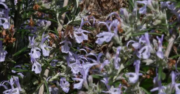 European Honey Bee Apis Mellifera Bee Foraging Rosemary Flower Atto — Video Stock