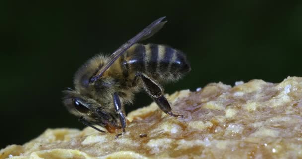 欧洲蜜蜂 蜜蜂在蜂箱入口吃草 蜜蜂在诺曼底蜂箱 实时4K — 图库视频影像