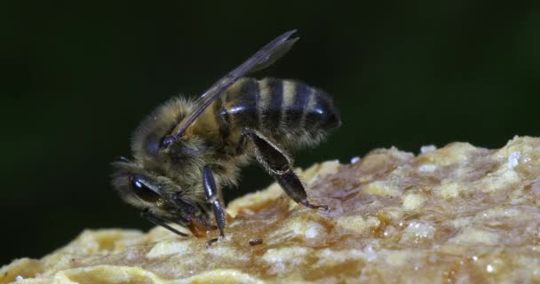 Europäische Honigbiene Apis Mellifera Bienen Die Eingang Des Bienenstocks Grasen — Stockvideo