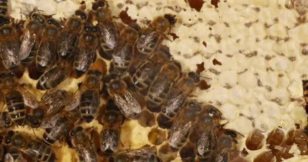 Abelha Mel Europeia Apis Mellifera Abelhas Que Movem Mel Para — Vídeo de Stock