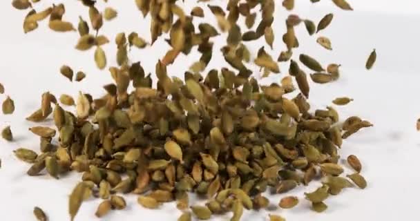 Cardamomo Elettaria Cardamomum Especiarias Caindo Contra Fundo Branco Câmera Lenta — Vídeo de Stock