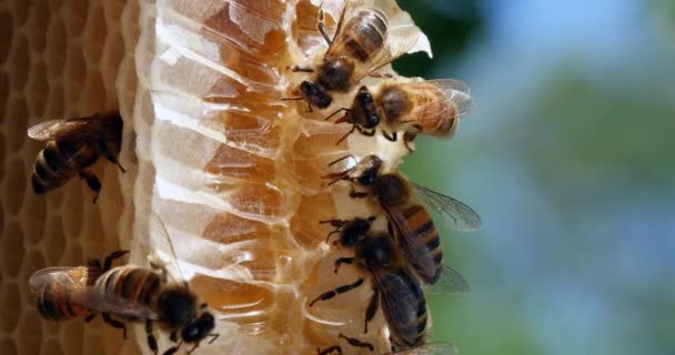 Avrupa Bal Arısı Aspis Mellifera Yabani Ray Arılar Alveolus Çalışan — Stok video